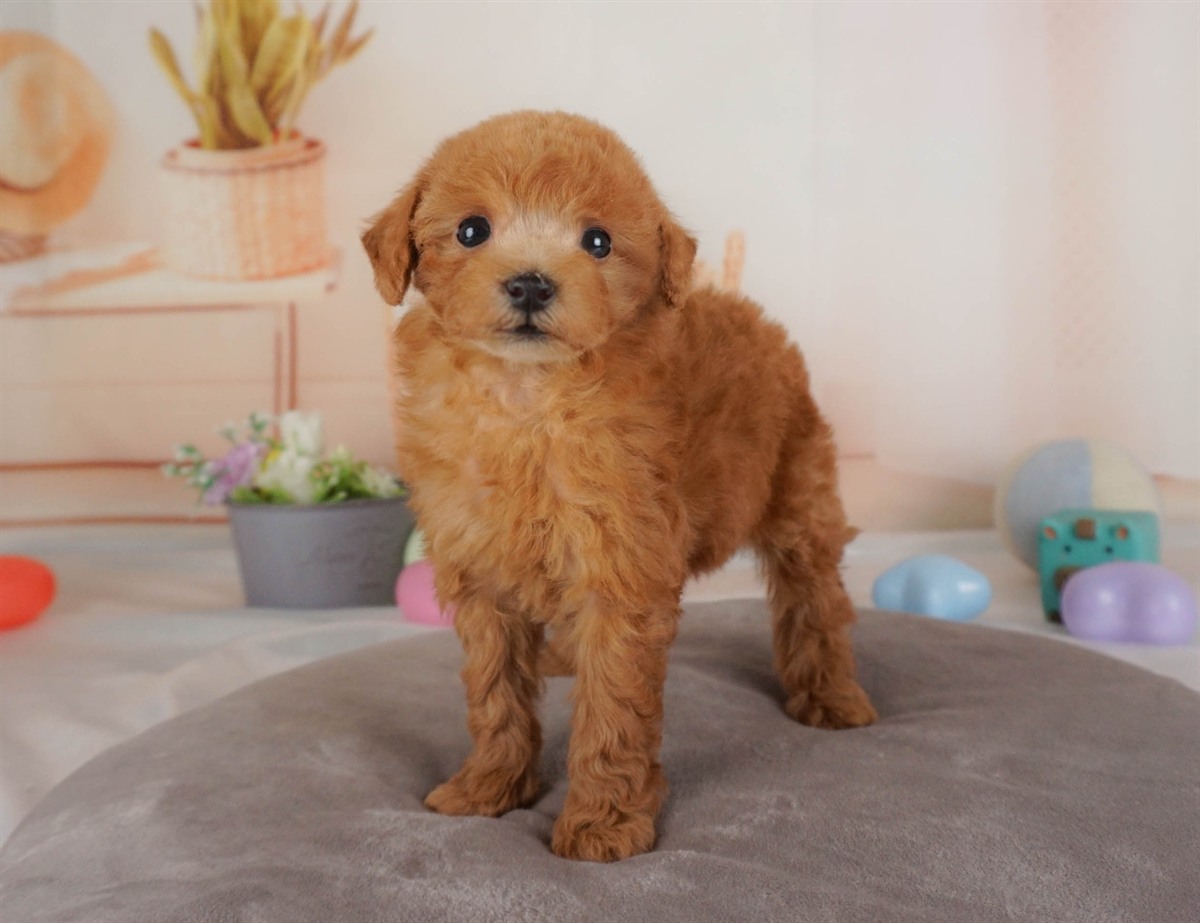 トイ・プードル | 女の子 | レッド | 2026年2月16日（ID:dog-30003046）