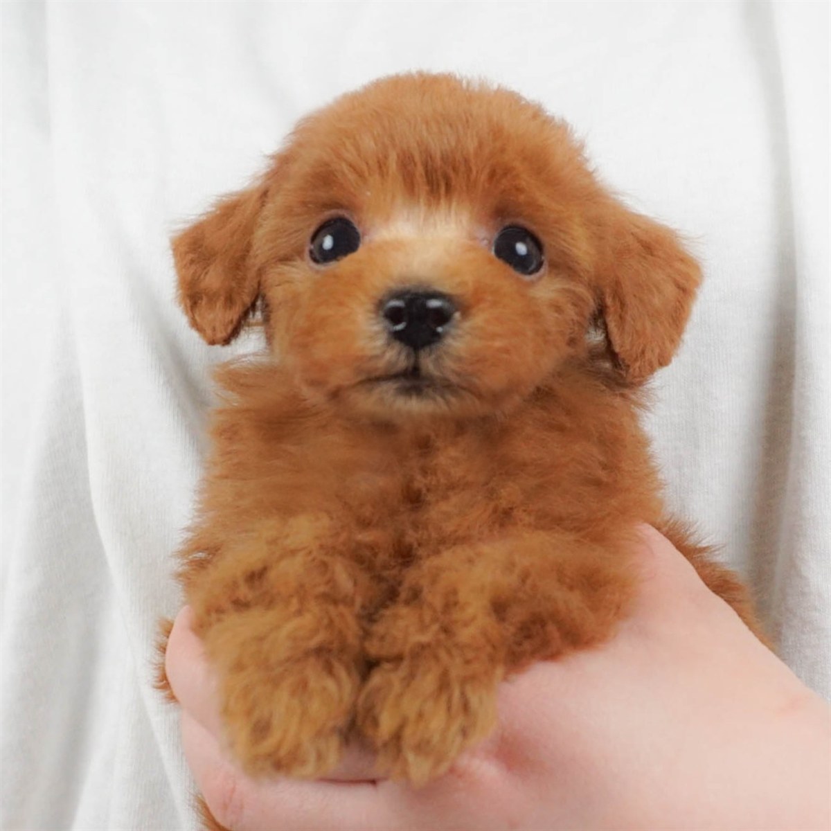 トイ・プードル | 男の子 | レッド | 2026年2月16日(ID:dog-30003047)