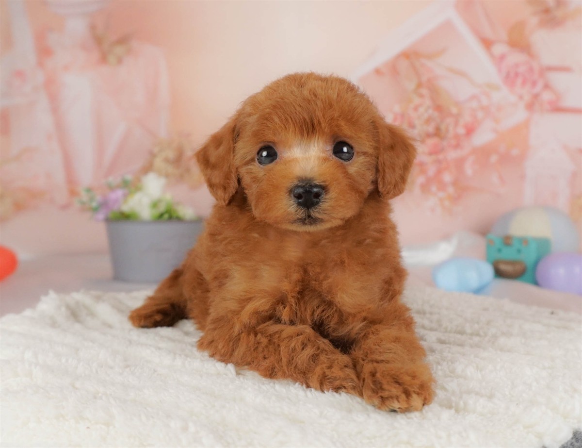 トイ・プードル | 男の子 | レッド | 2026年2月16日(ID:dog-30003047)