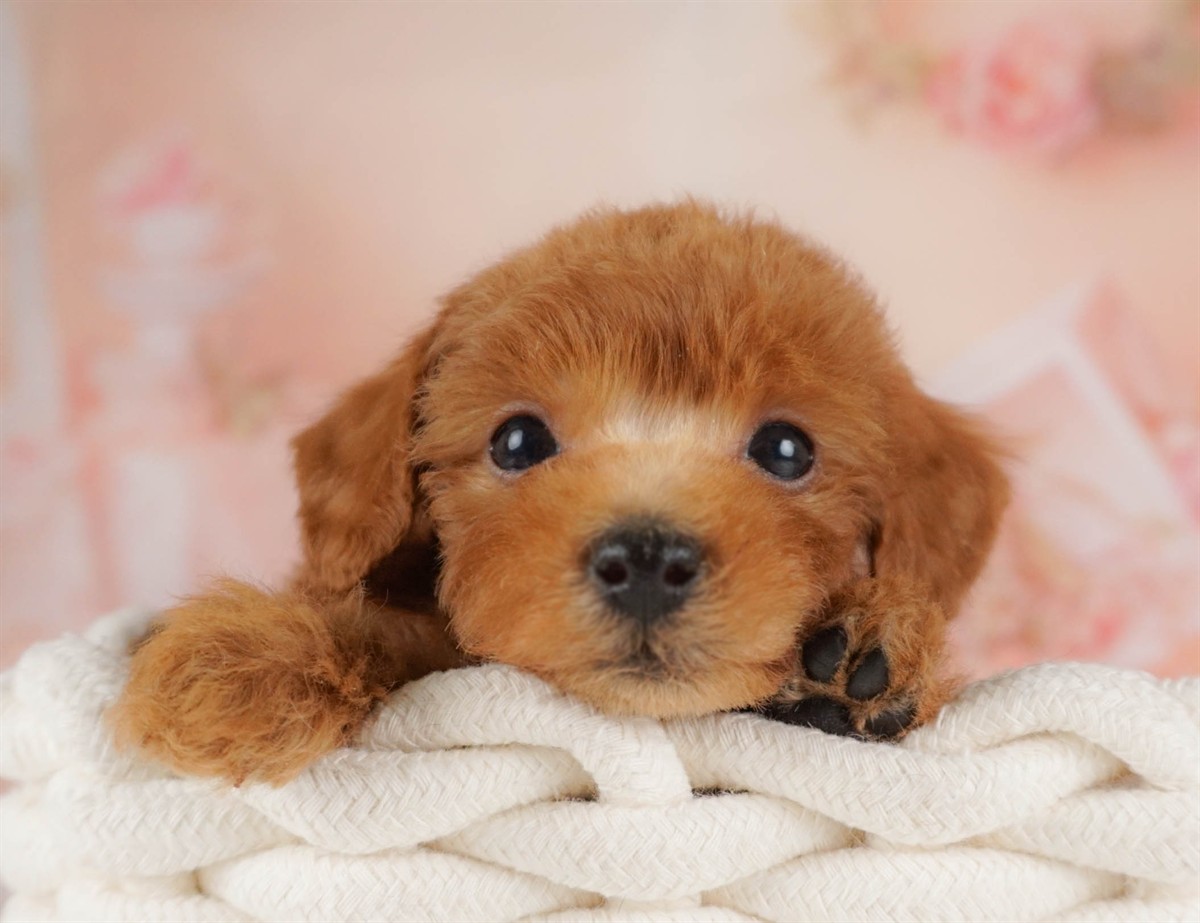 トイ・プードル | 男の子 | レッド | 2026年2月16日(ID:dog-30003047)