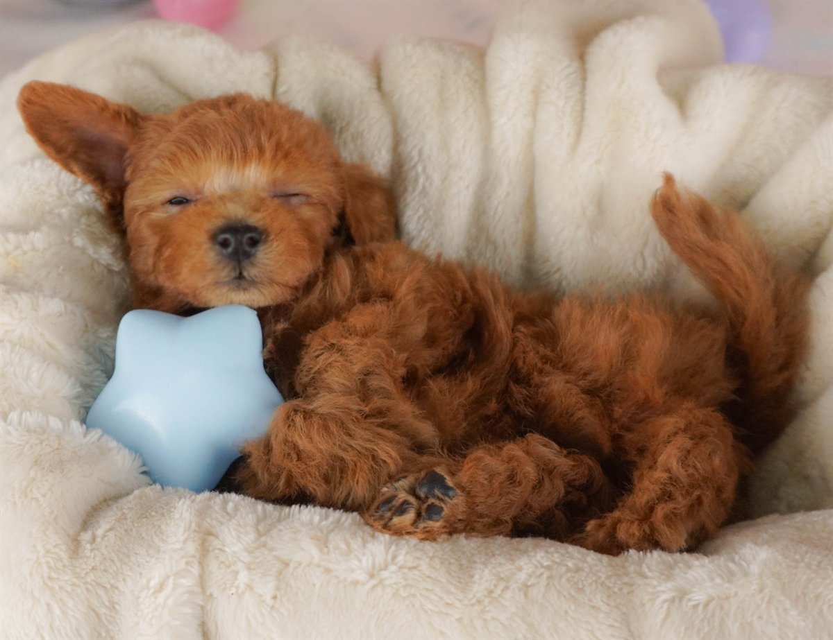 トイ・プードル | 男の子 | レッド | 2026年2月16日(ID:dog-30003047)