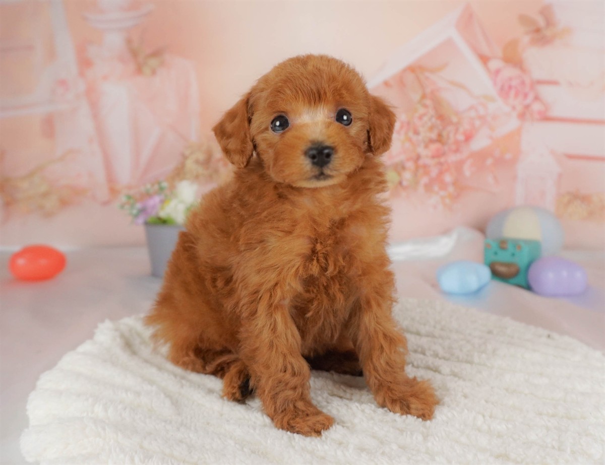 トイ・プードル | 男の子 | レッド | 2026年2月16日(ID:dog-30003047)