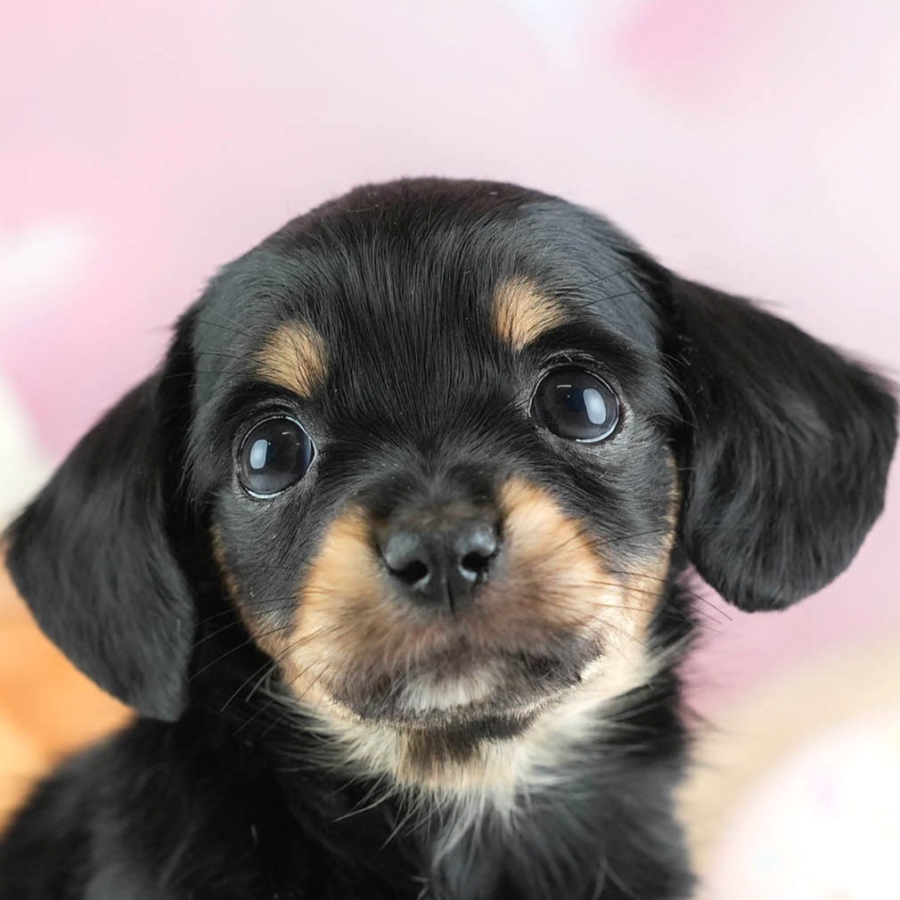 チワックス | 女の子 | ブラック&タン | 2026年2月16日(ID:dog-30003048)