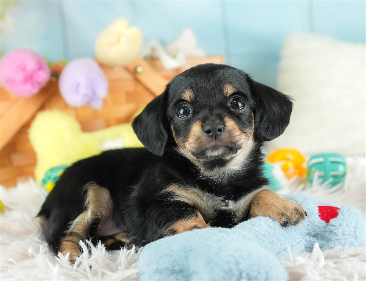 チワックス | 女の子 | ブラック&タン | 2026年2月16日(ID:dog-30003048)