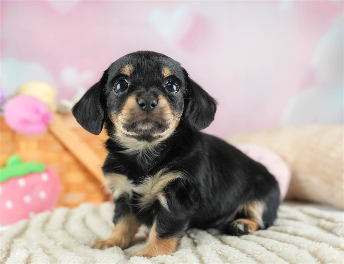 チワックス | 女の子 | ブラック&タン | 2026年2月16日(ID:dog-30003048)