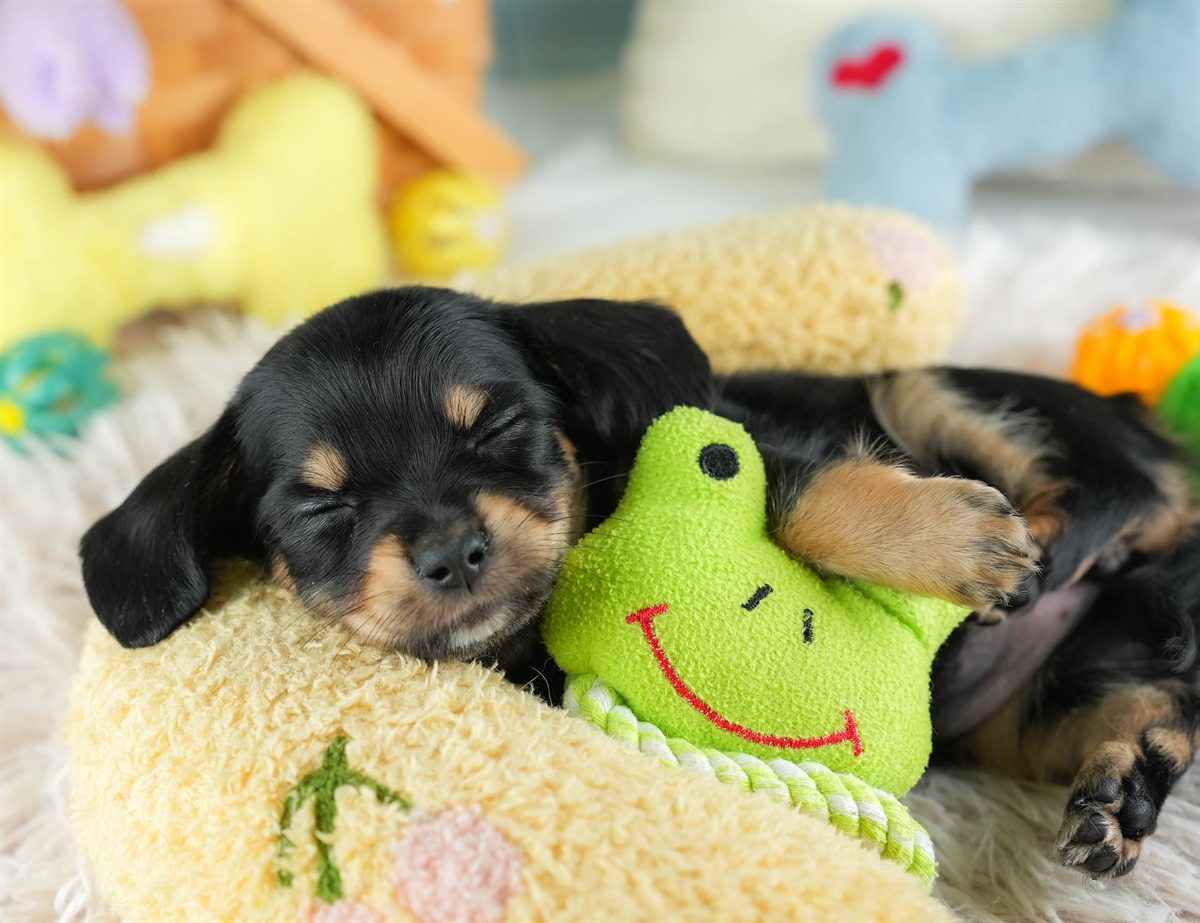 チワックス | 女の子 | ブラック&タン | 2026年2月16日(ID:dog-30003048)