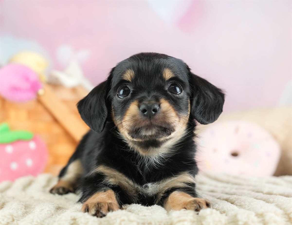 チワックス | 女の子 | ブラック&タン | 2026年2月16日(ID:dog-30003048)