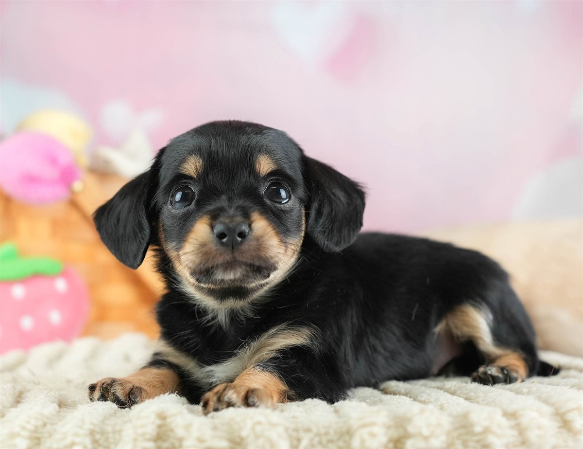 チワックス | 女の子 | ブラック&タン | 2026年2月16日(ID:dog-30003048)