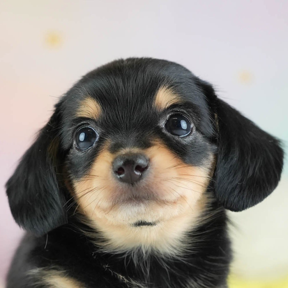 チワックス | 女の子 | ブラック&タン | 2026年2月16日(ID:dog-30003049)