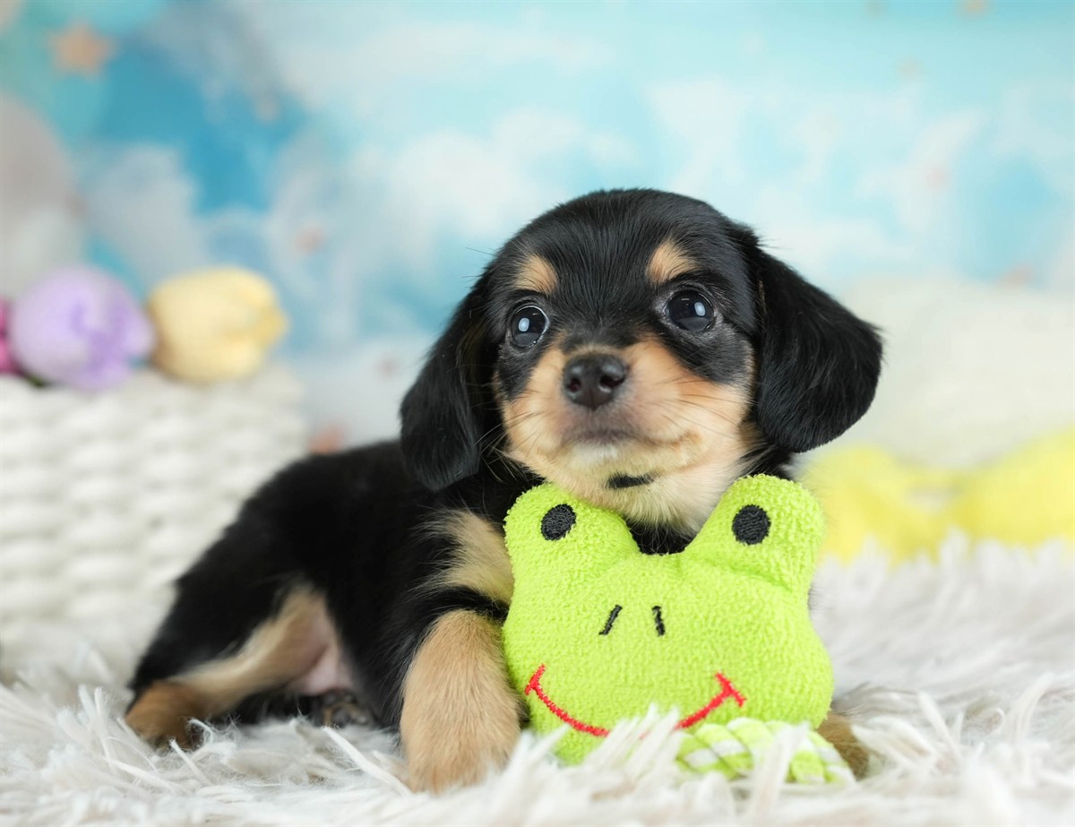 チワックス | 女の子 | ブラック＆タン | 2026年2月16日（ID:dog-30003049）