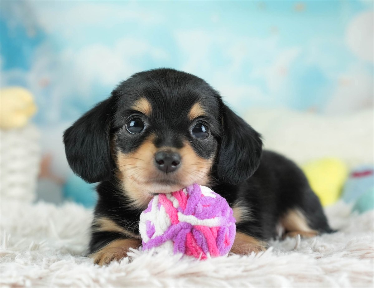 チワックス | 女の子 | ブラック＆タン | 2026年2月16日（ID:dog-30003049）