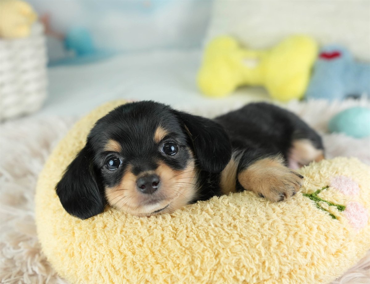 チワックス | 女の子 | ブラック＆タン | 2026年2月16日（ID:dog-30003049）