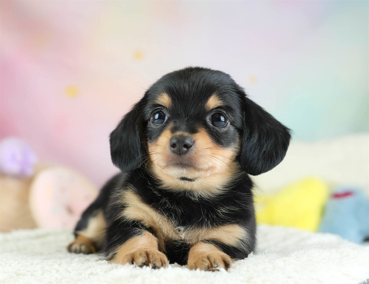 チワックス | 女の子 | ブラック＆タン | 2026年2月16日（ID:dog-30003049）