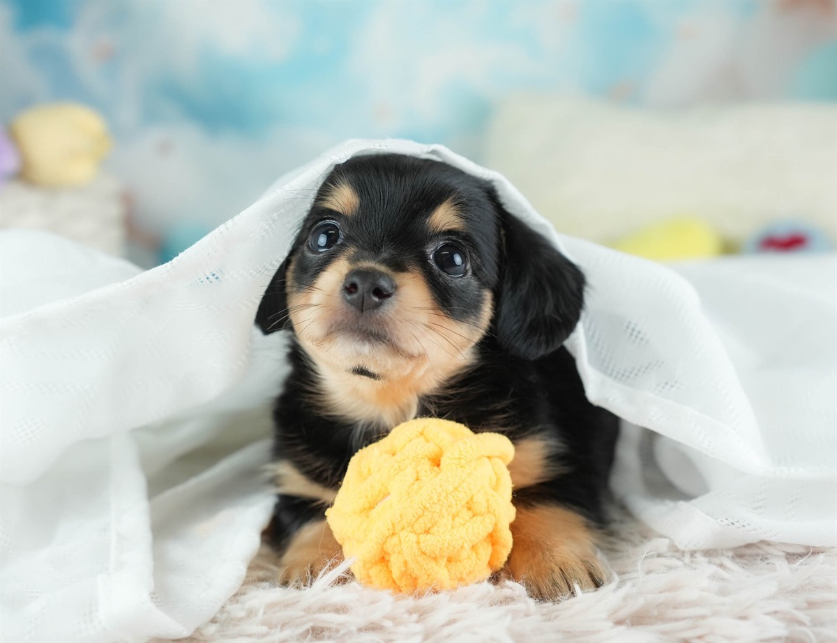 チワックス | 女の子 | ブラック＆タン | 2026年2月16日（ID:dog-30003049）