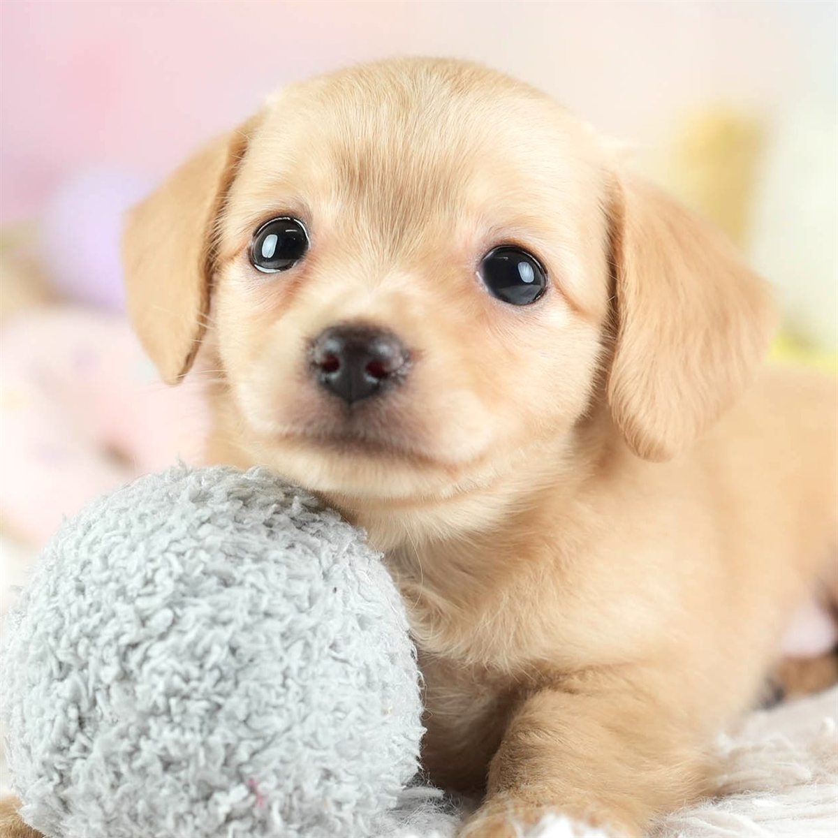 チワックス | 女の子 | クリーム | 2026年2月16日(ID:dog-30003051)