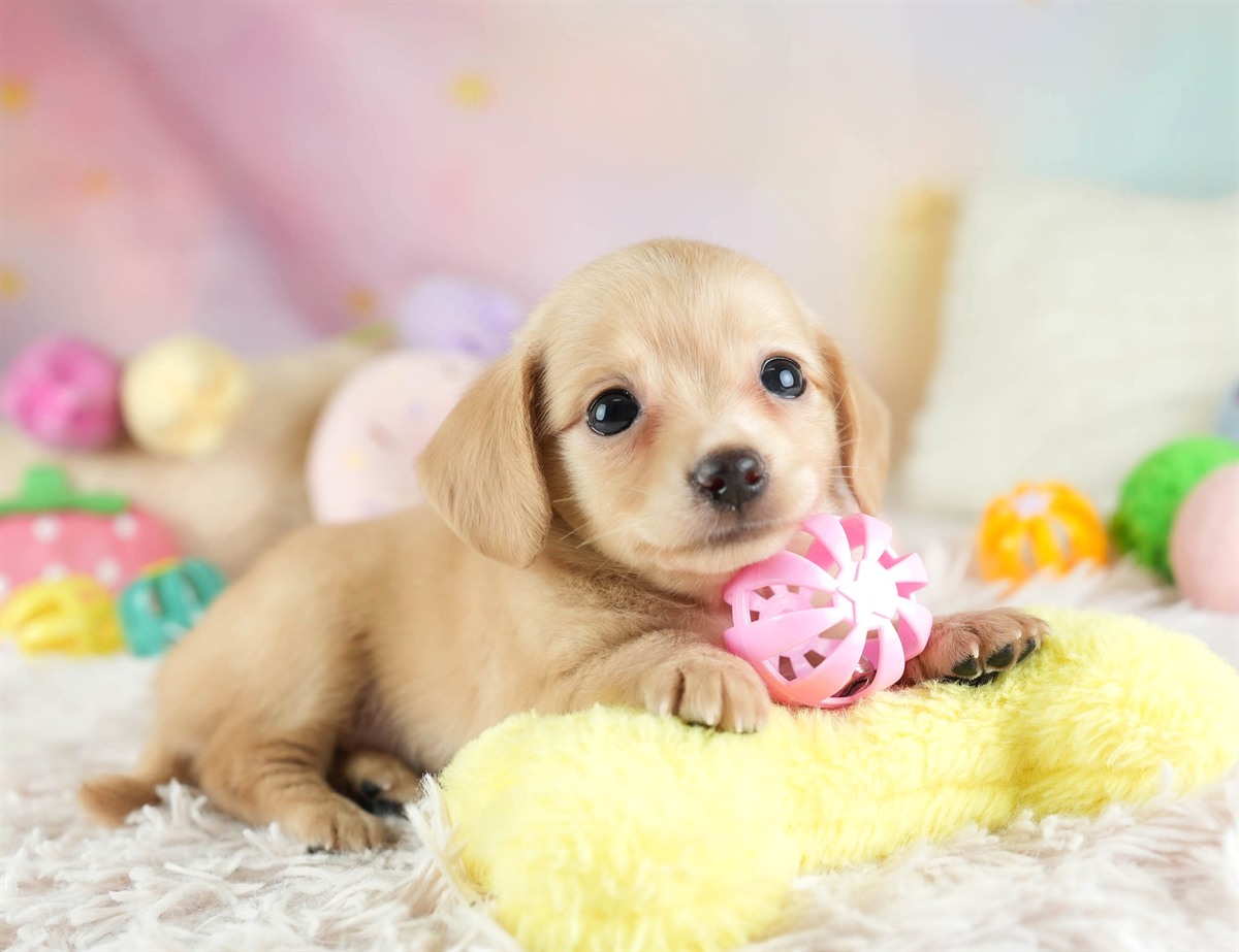 チワックス | 女の子 | クリーム | 2026年2月16日（ID:dog-30003051）