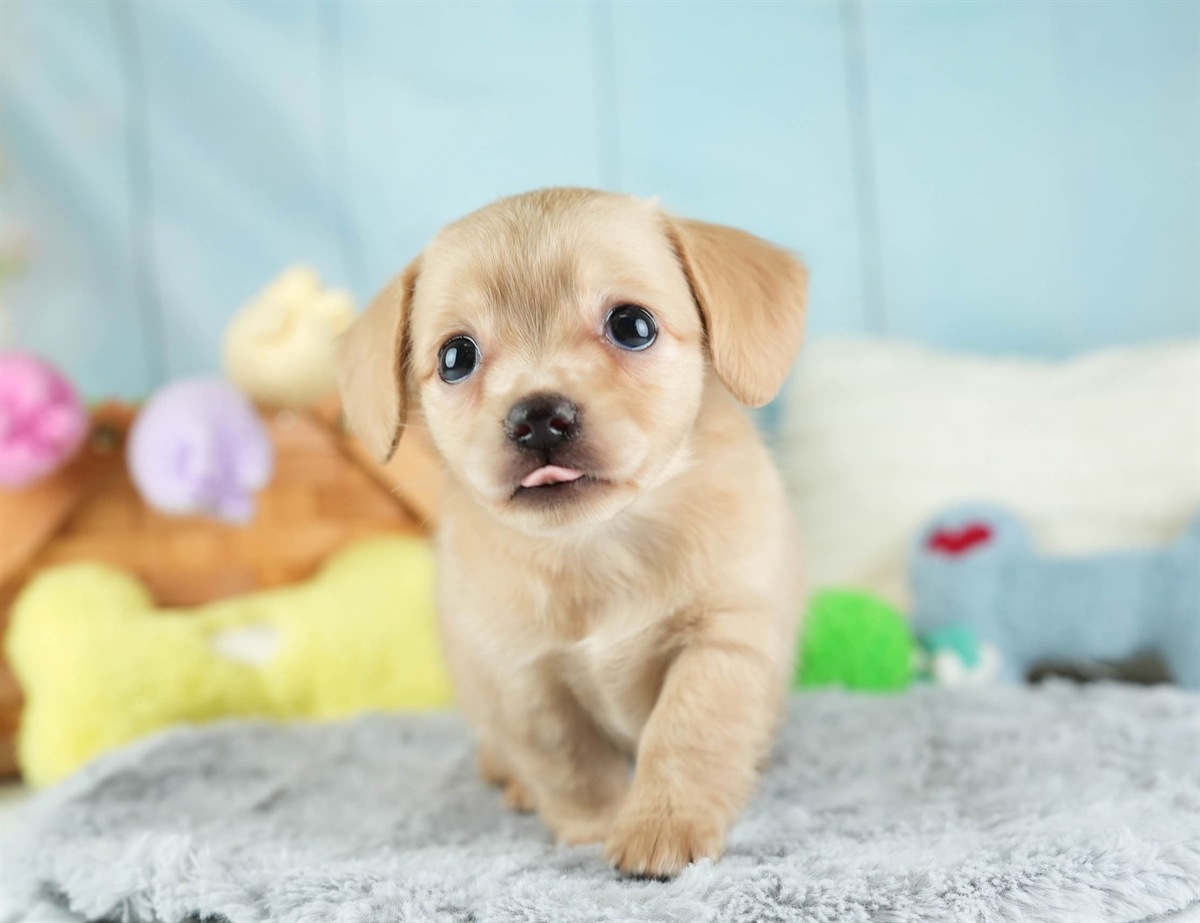 チワックス | 女の子 | クリーム | 2026年2月16日（ID:dog-30003051）