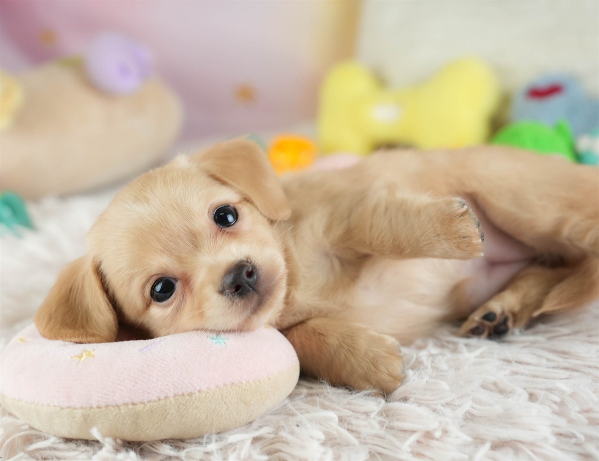 チワックス | 女の子 | クリーム | 2026年2月16日（ID:dog-30003051）