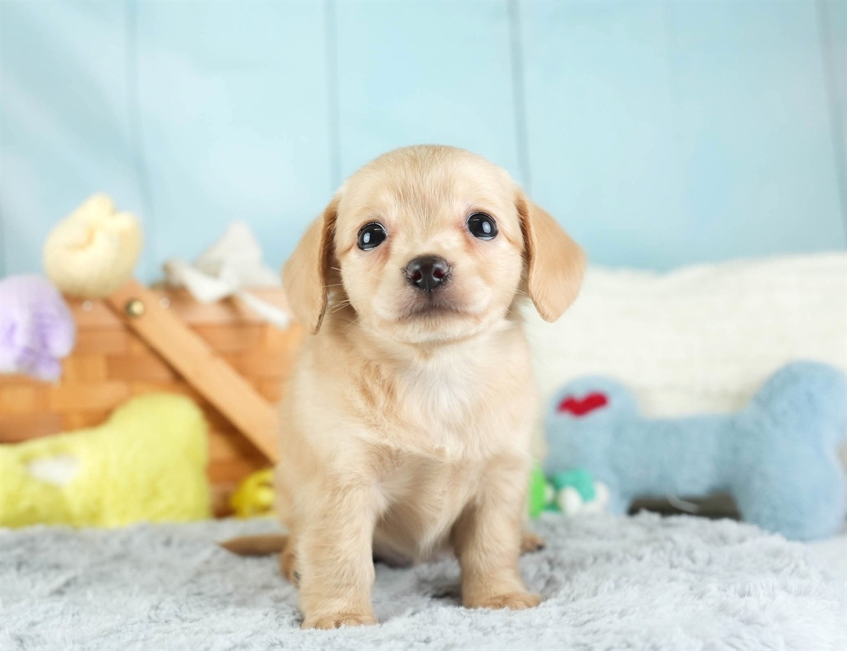 チワックス | 女の子 | クリーム | 2026年2月16日（ID:dog-30003051）