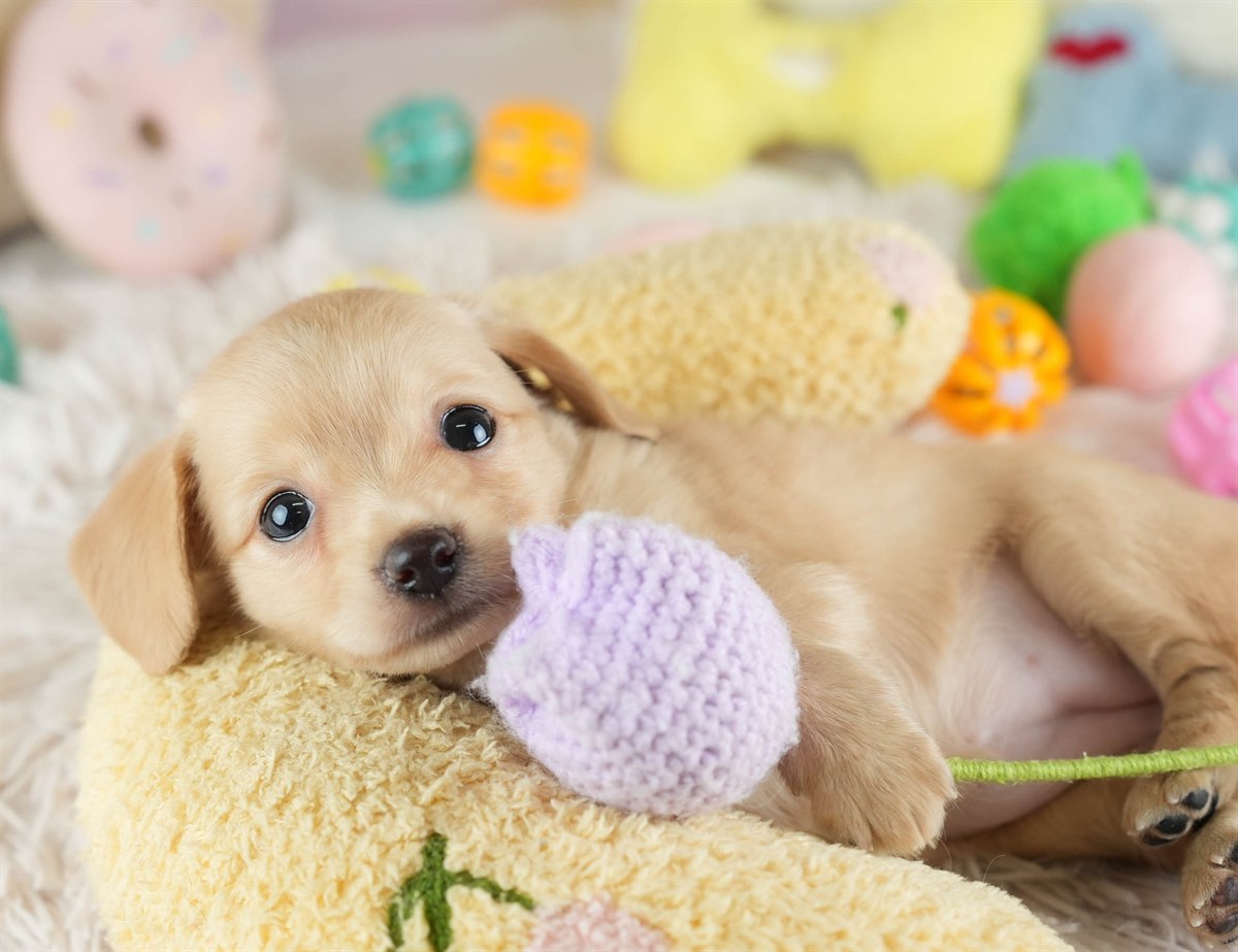 チワックス | 女の子 | クリーム | 2026年2月16日（ID:dog-30003051）