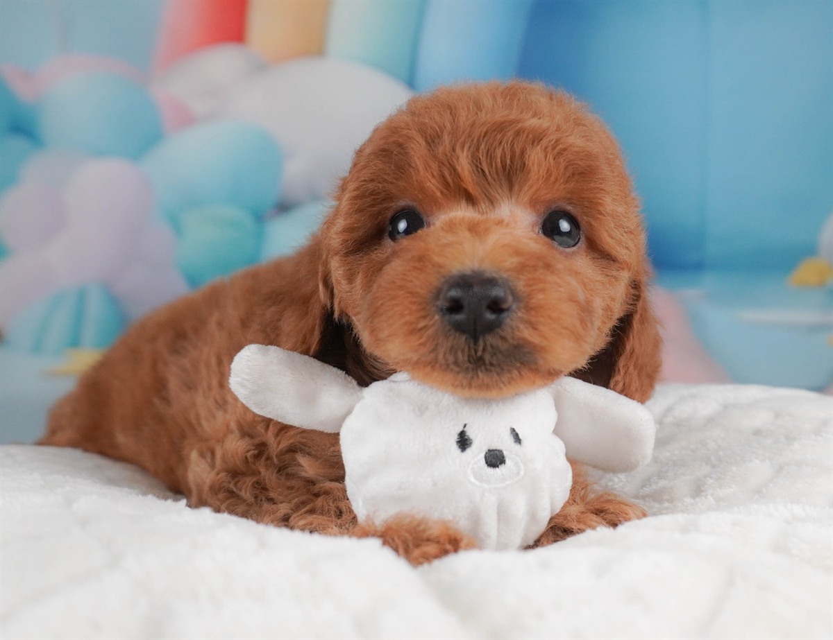 トイ・プードル | 男の子 | レッド | 2026年2月18日(ID:dog-30003052)