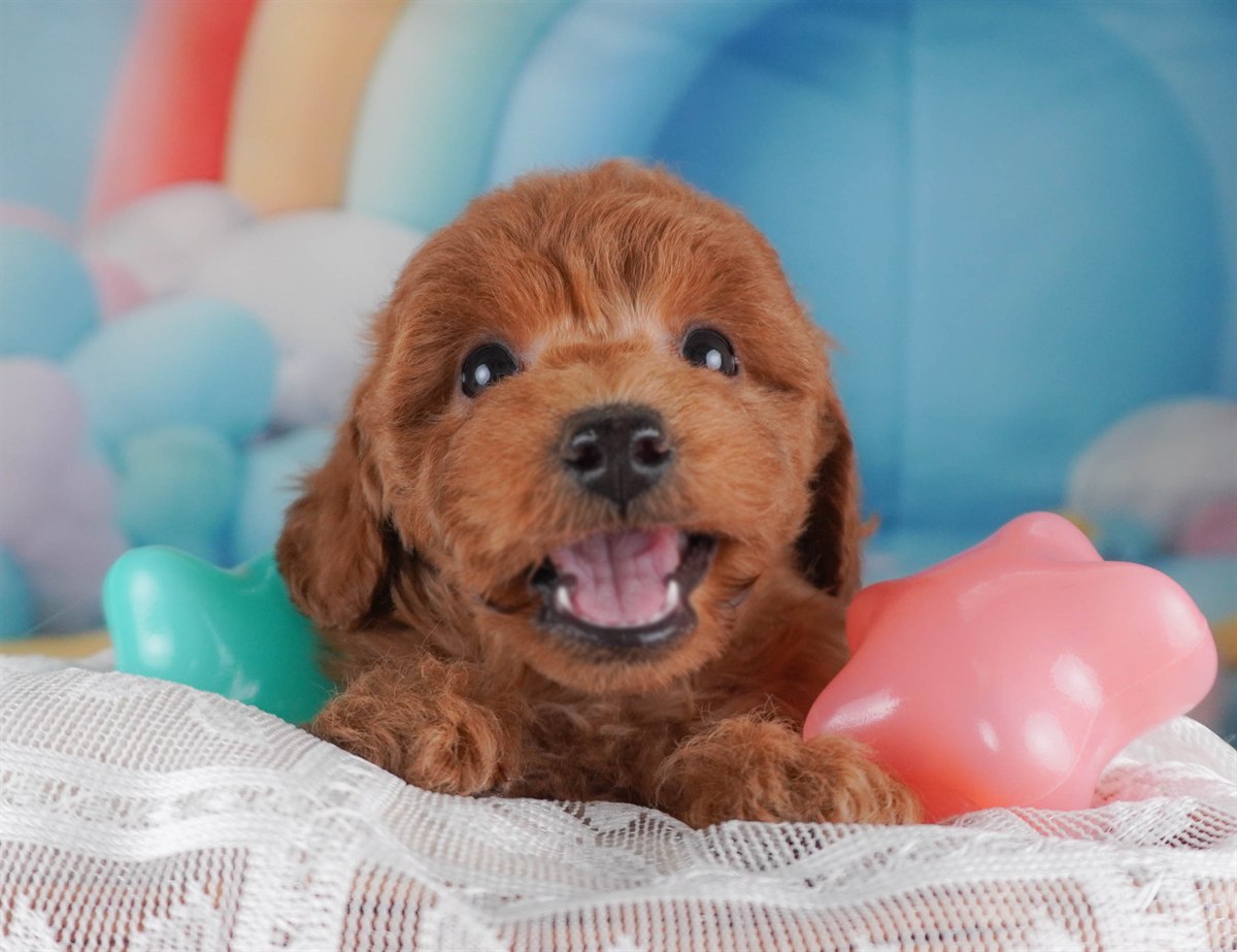 トイ・プードル | 男の子 | レッド | 2026年2月18日（ID:dog-30003052）