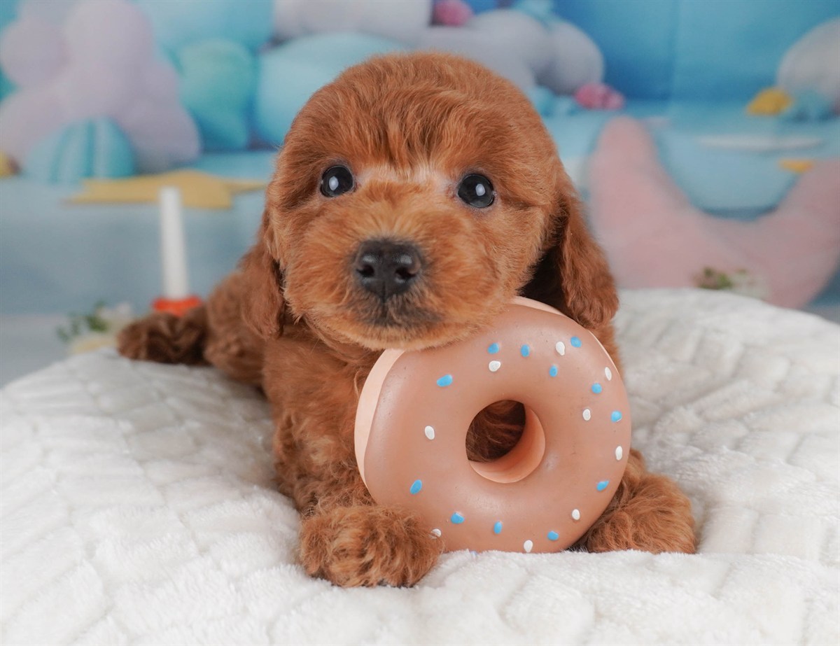 トイ・プードル | 男の子 | レッド | 2026年2月18日（ID:dog-30003052）