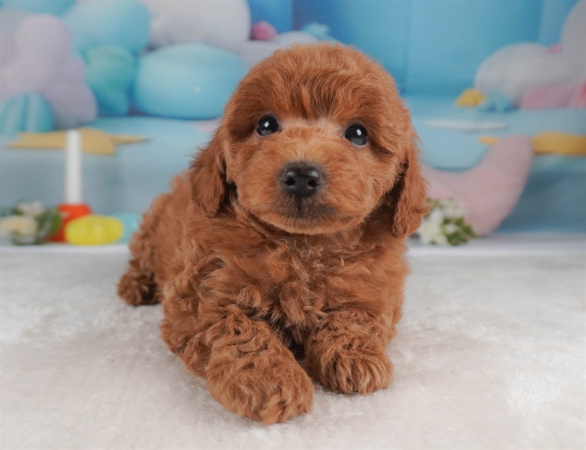 トイ・プードル | 男の子 | レッド | 2026年2月18日（ID:dog-30003052）