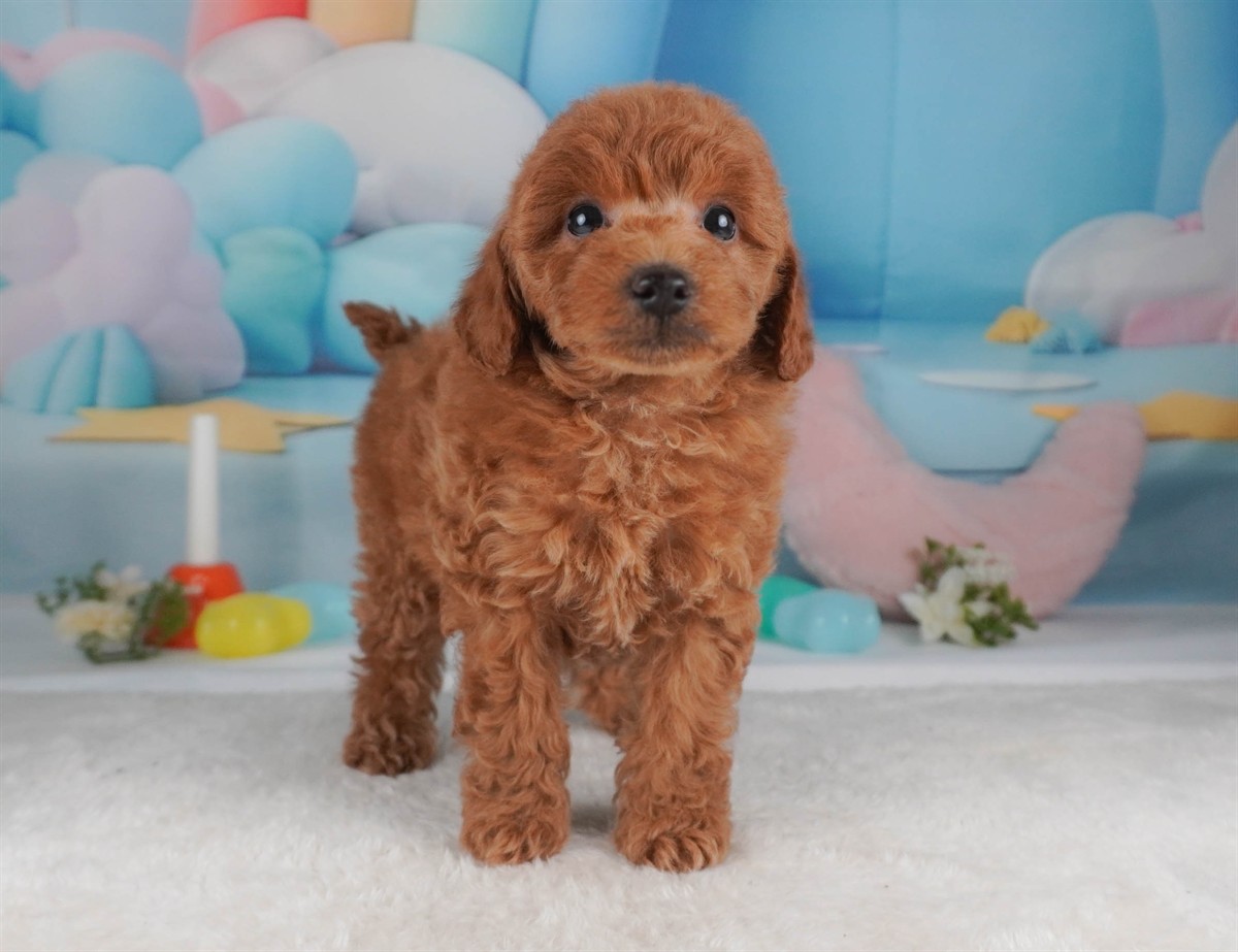 トイ・プードル | 男の子 | レッド | 2026年2月18日（ID:dog-30003052）