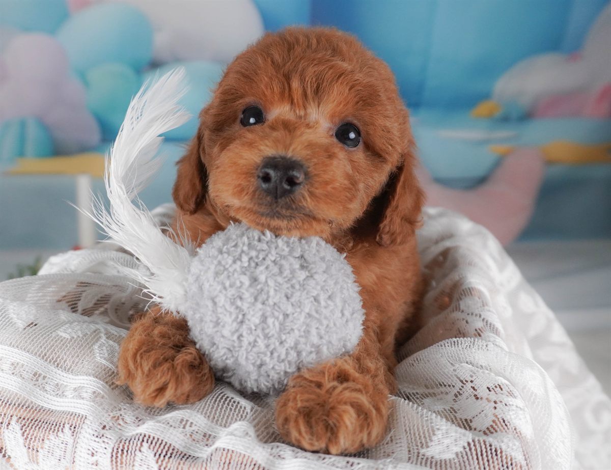 トイ・プードル | 男の子 | レッド | 2026年2月18日（ID:dog-30003052）