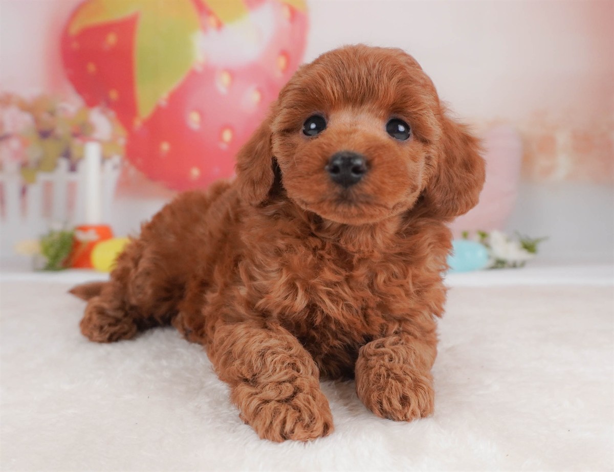 トイ・プードル | 女の子 | レッド | 2026年2月18日(ID:dog-30003053)