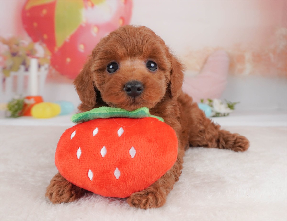 トイ・プードル | 女の子 | レッド | 2026年2月18日（ID:dog-30003053）