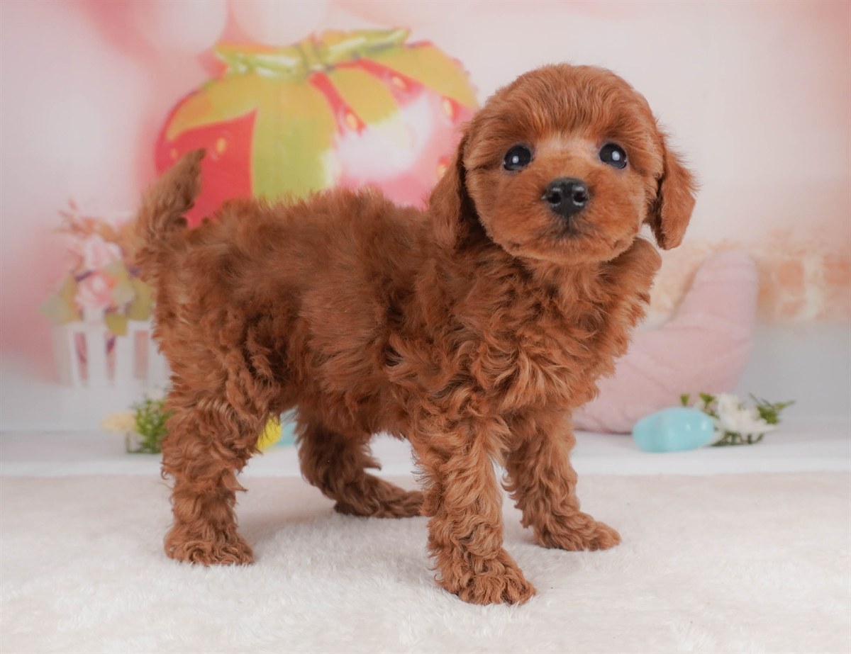 トイ・プードル | 女の子 | レッド | 2026年2月18日（ID:dog-30003053）