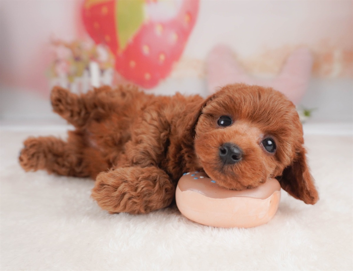 トイ・プードル | 女の子 | レッド | 2026年2月18日（ID:dog-30003053）