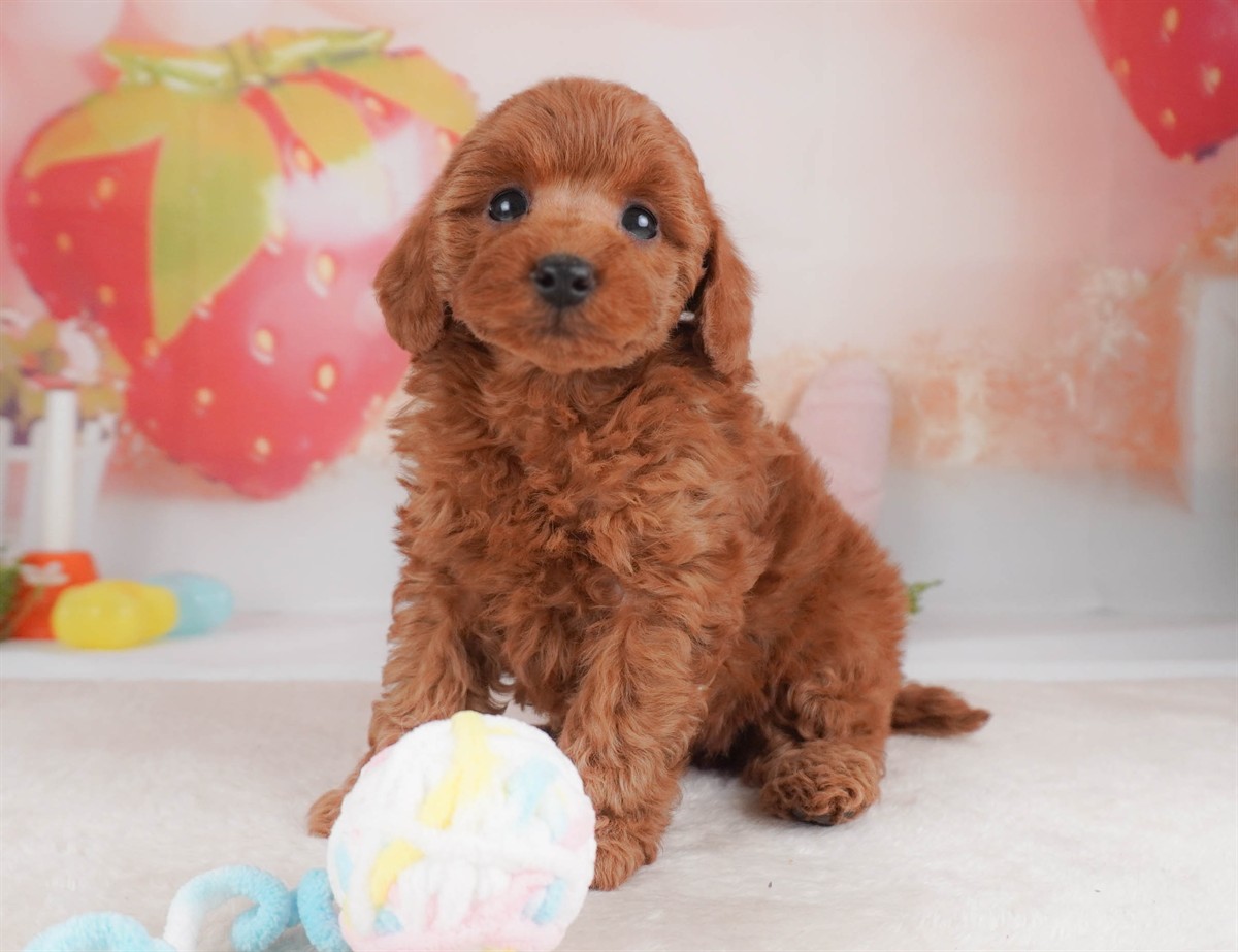 トイ・プードル | 女の子 | レッド | 2026年2月18日（ID:dog-30003053）