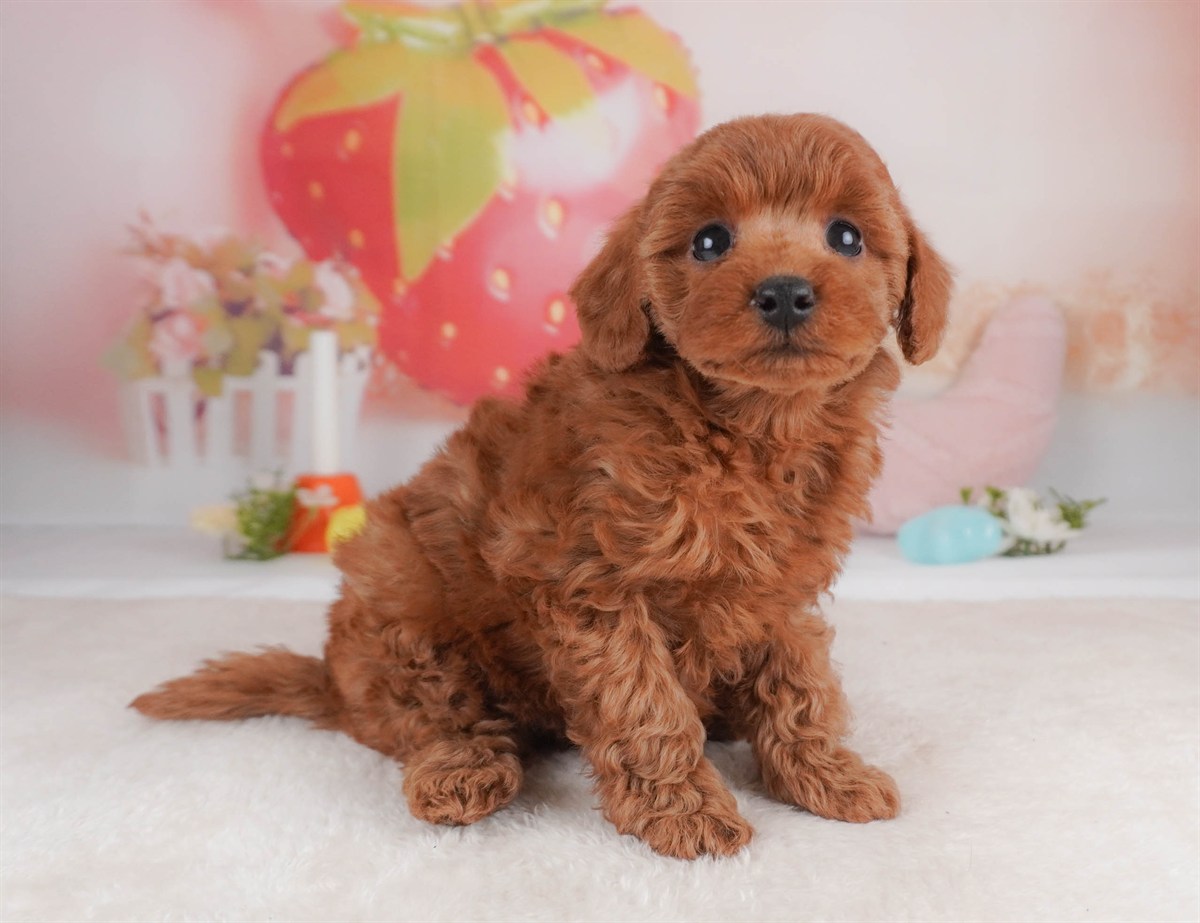 トイ・プードル | 女の子 | レッド | 2026年2月18日（ID:dog-30003053）