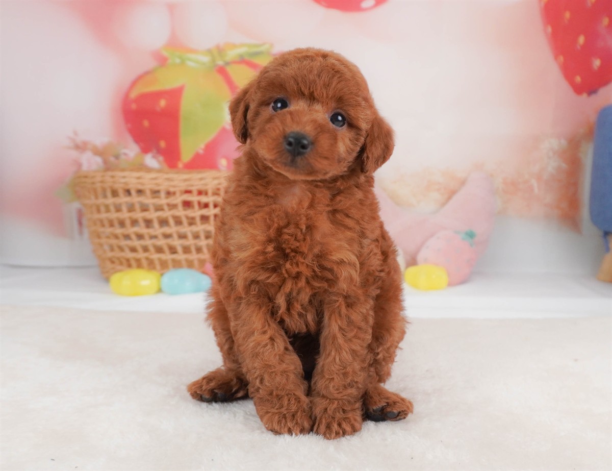 トイ・プードル | 女の子 | レッド | 2026年2月18日（ID:dog-30003054）