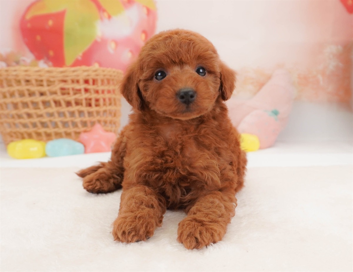 トイ・プードル | 女の子 | レッド | 2026年2月18日（ID:dog-30003054）