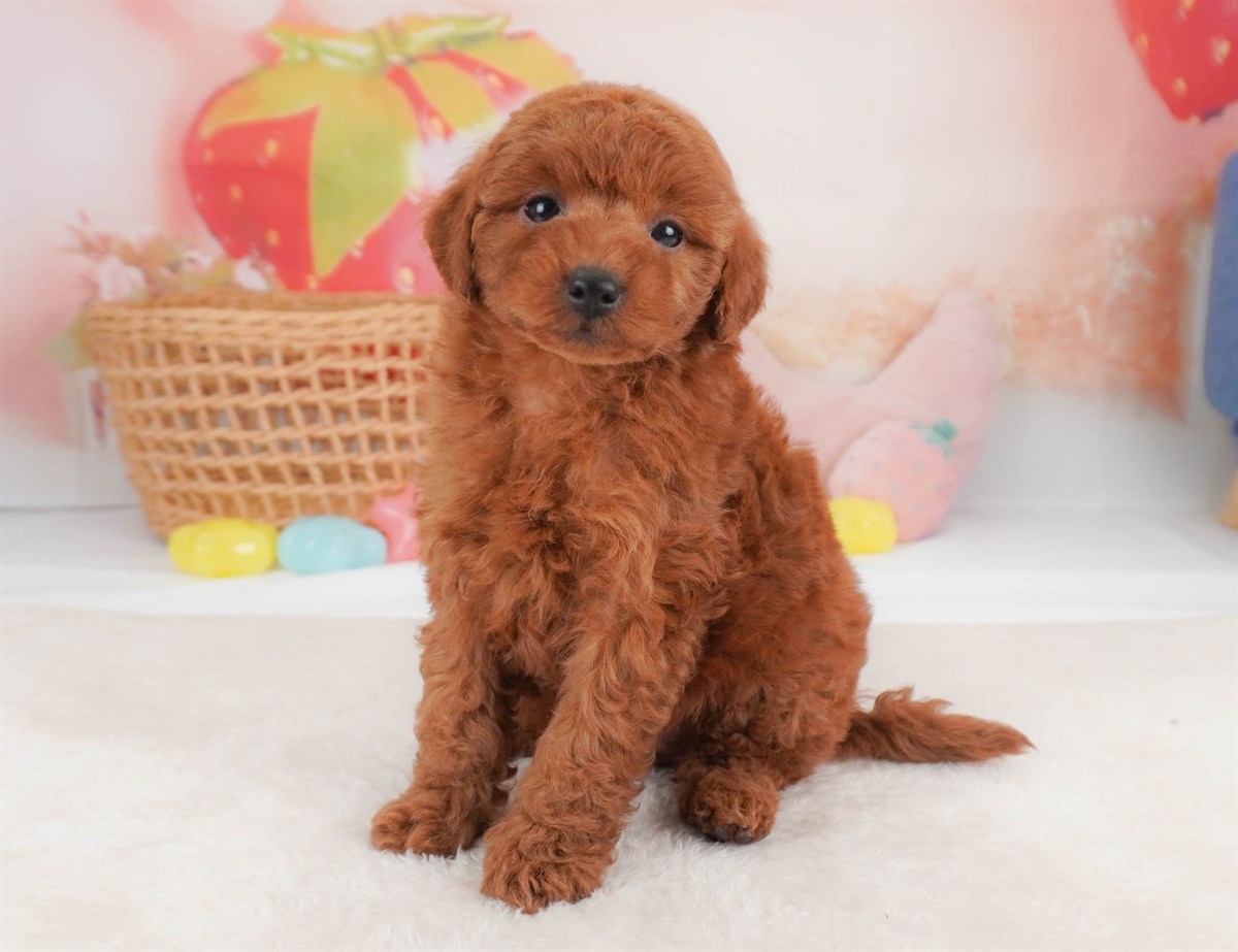 トイ・プードル | 女の子 | レッド | 2026年2月18日（ID:dog-30003054）