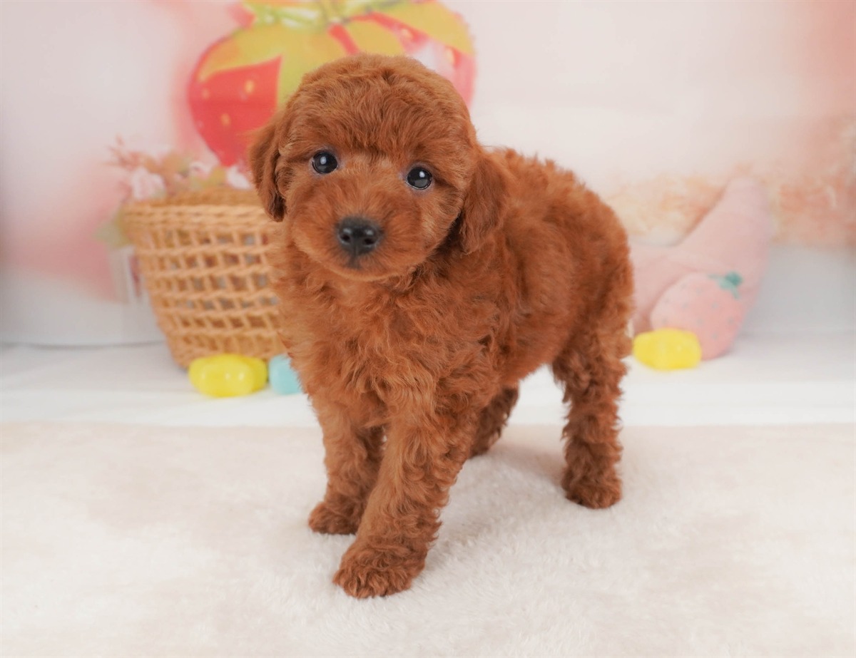 トイ・プードル | 女の子 | レッド | 2026年2月18日（ID:dog-30003054）