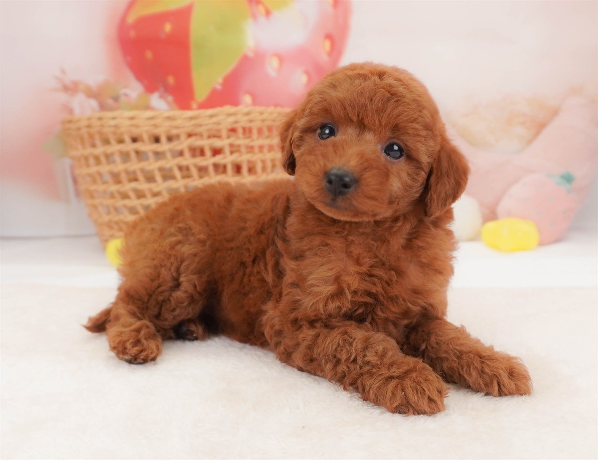 トイ・プードル | 女の子 | レッド | 2026年2月18日（ID:dog-30003054）