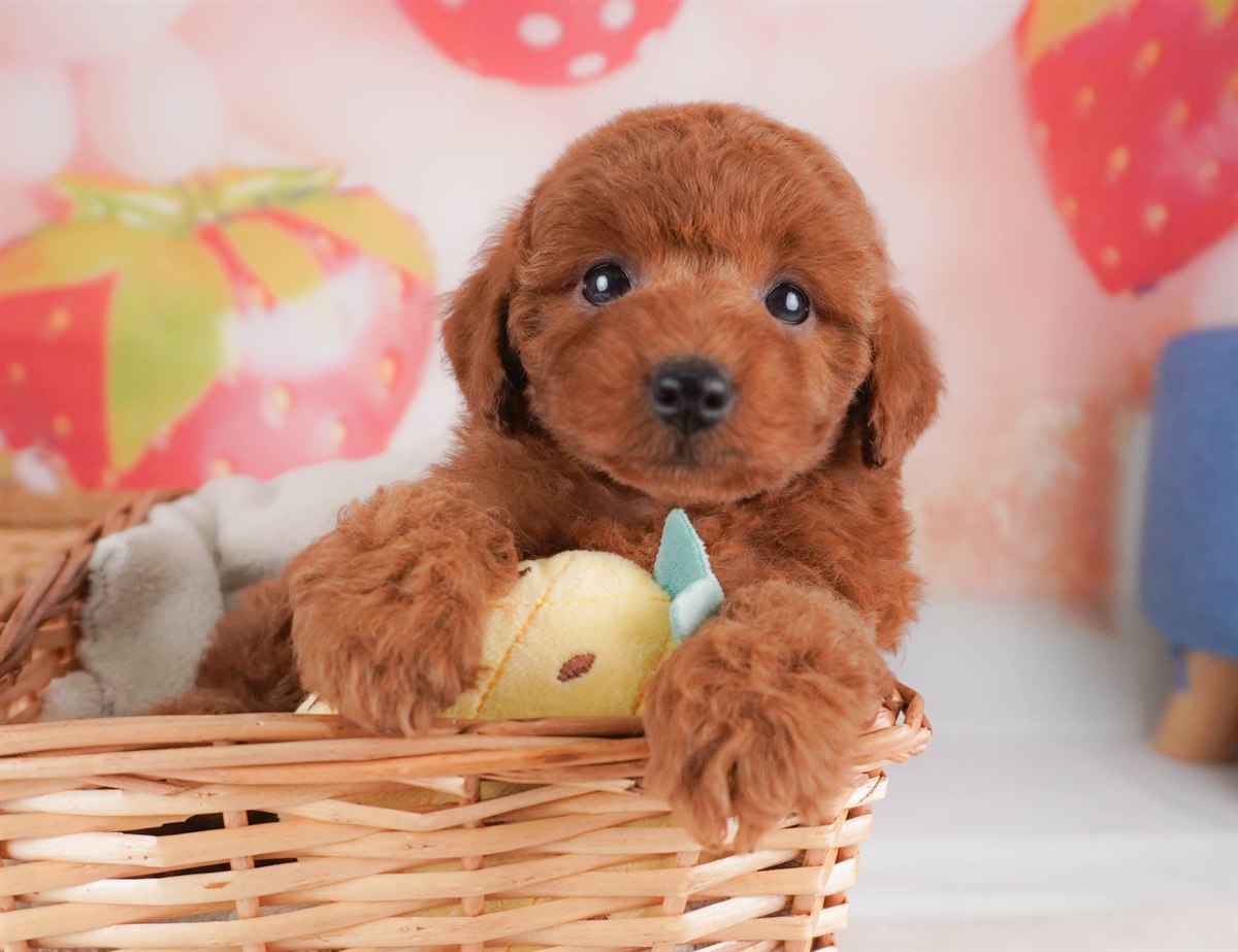 トイ・プードル | 女の子 | レッド | 2026年2月18日（ID:dog-30003054）