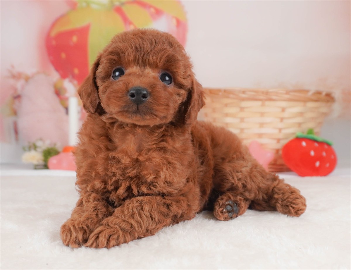 トイ・プードル | 女の子 | レッド | 2026年2月18日(ID:dog-30003055)