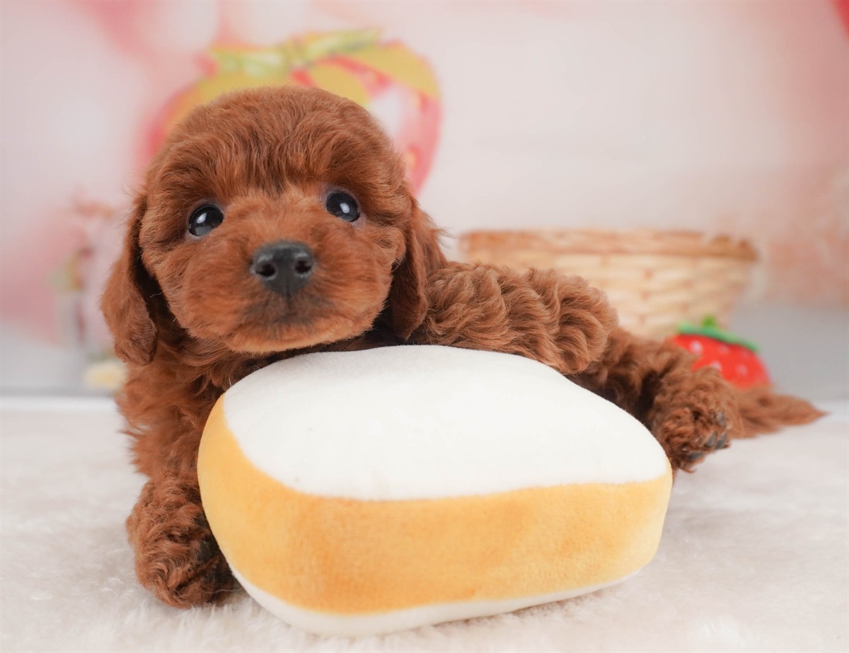 トイ・プードル | 女の子 | レッド | 2026年2月18日（ID:dog-30003055）