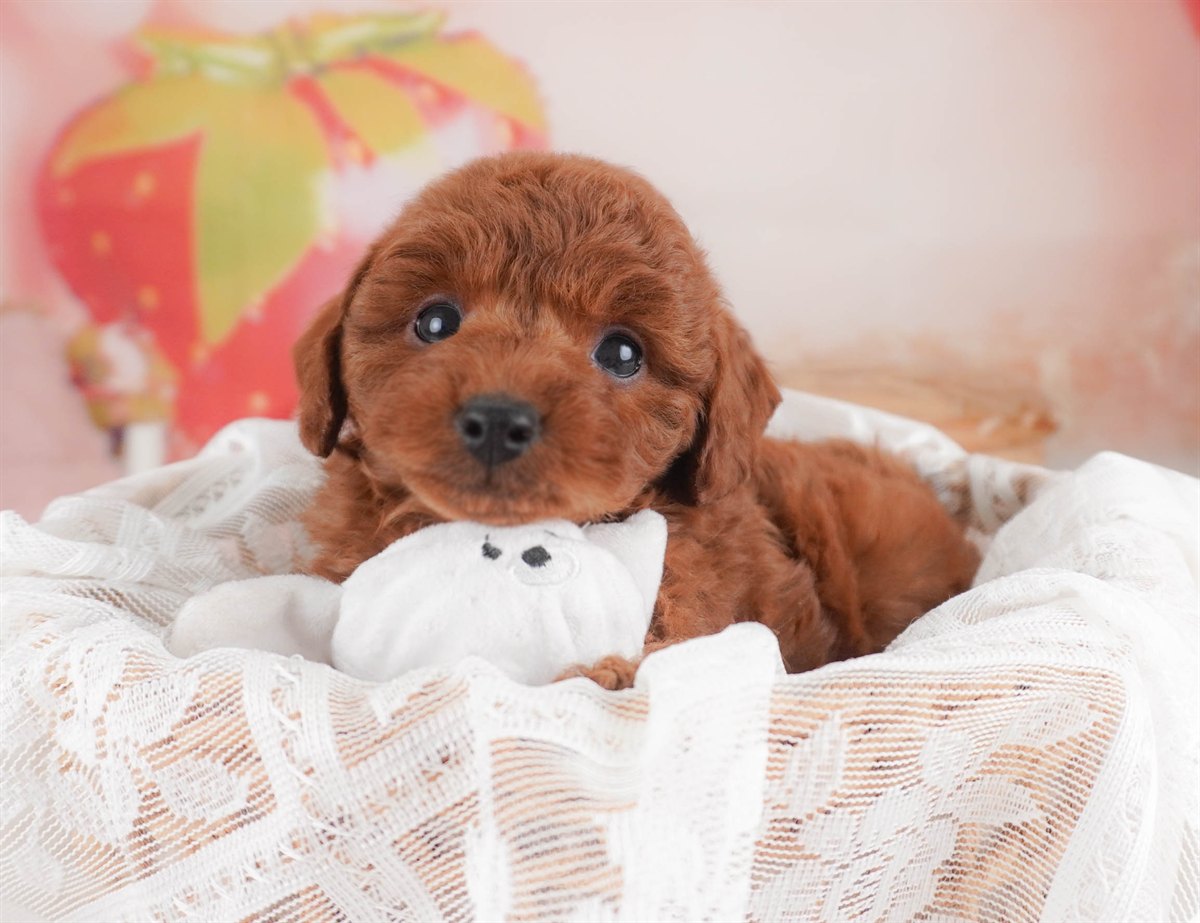 トイ・プードル | 女の子 | レッド | 2026年2月18日（ID:dog-30003055）