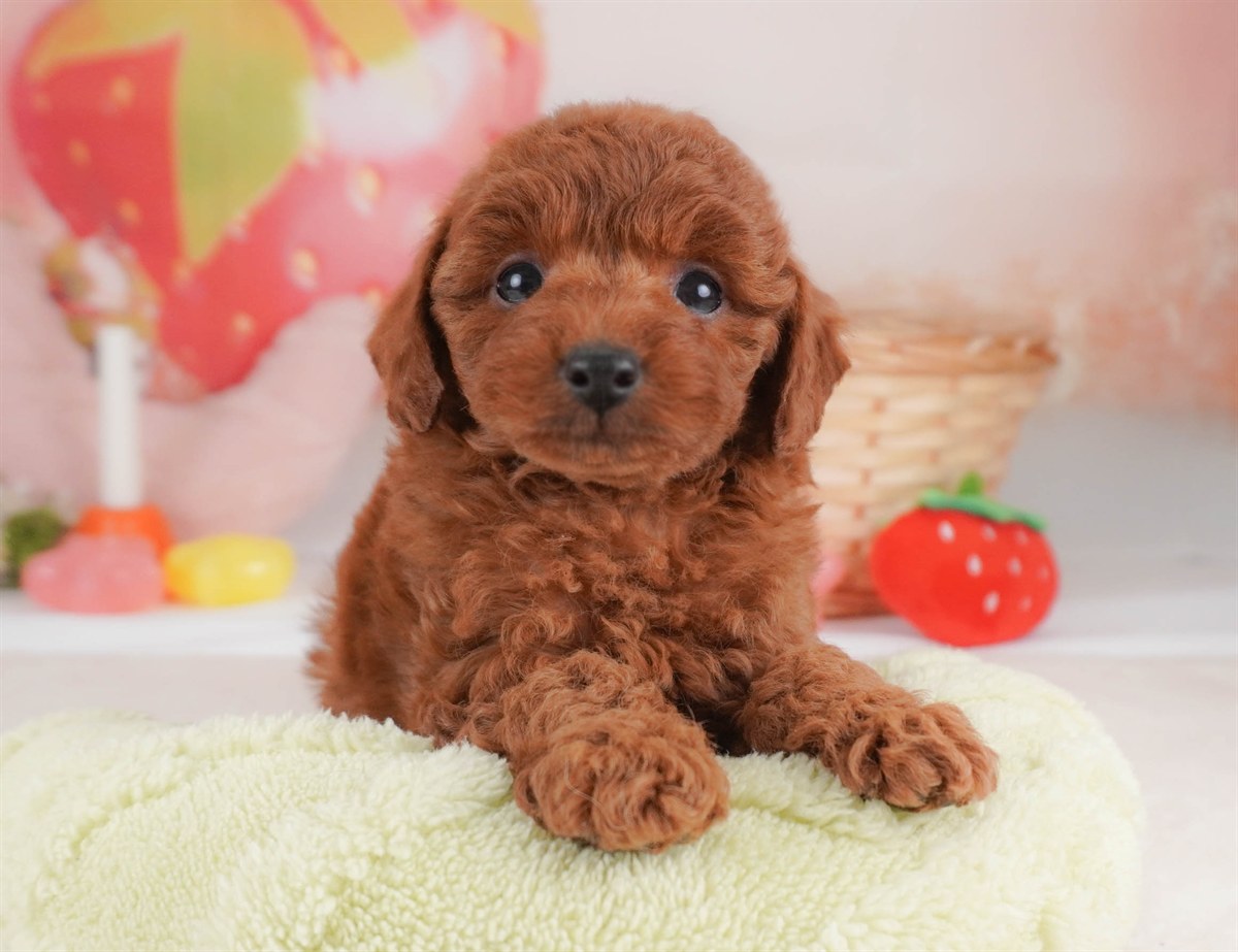 トイ・プードル | 女の子 | レッド | 2026年2月18日（ID:dog-30003055）