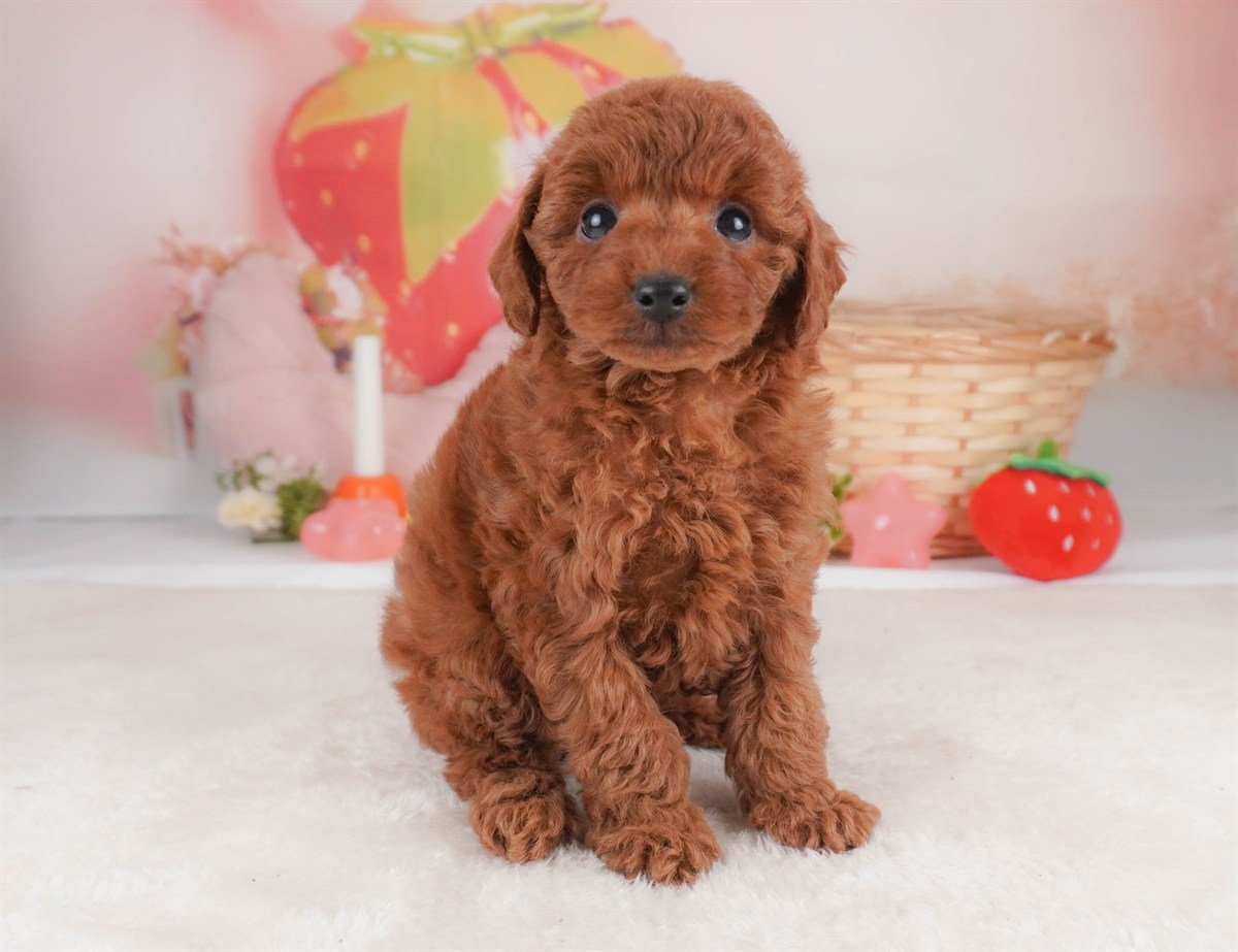 トイ・プードル | 女の子 | レッド | 2026年2月18日（ID:dog-30003055）