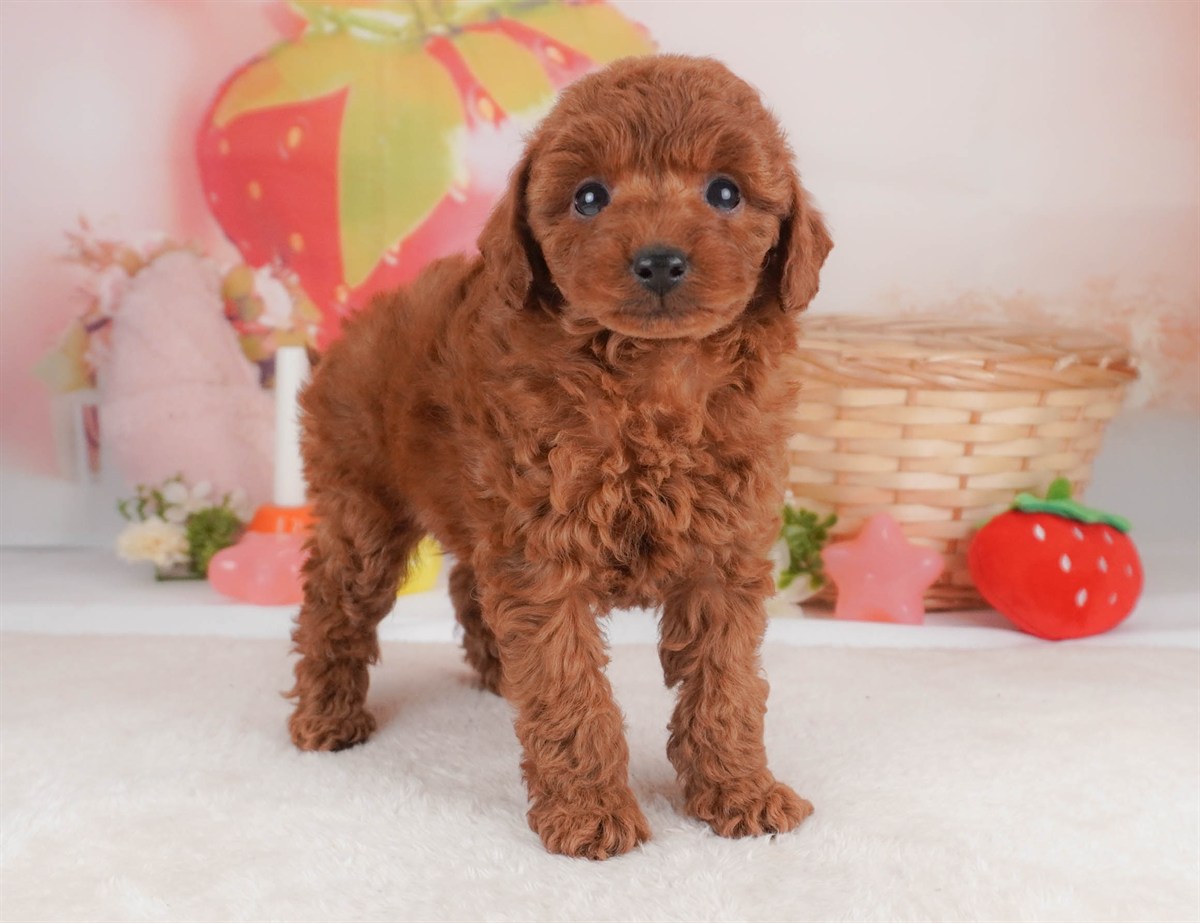 トイ・プードル | 女の子 | レッド | 2026年2月18日（ID:dog-30003055）