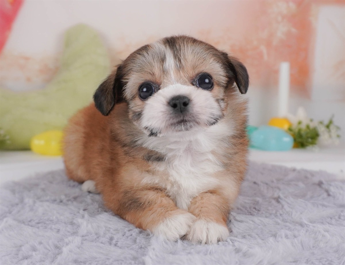 チーズー | 女の子 | レッド&ホワイト | 2026年2月18日(ID:dog-30003057)