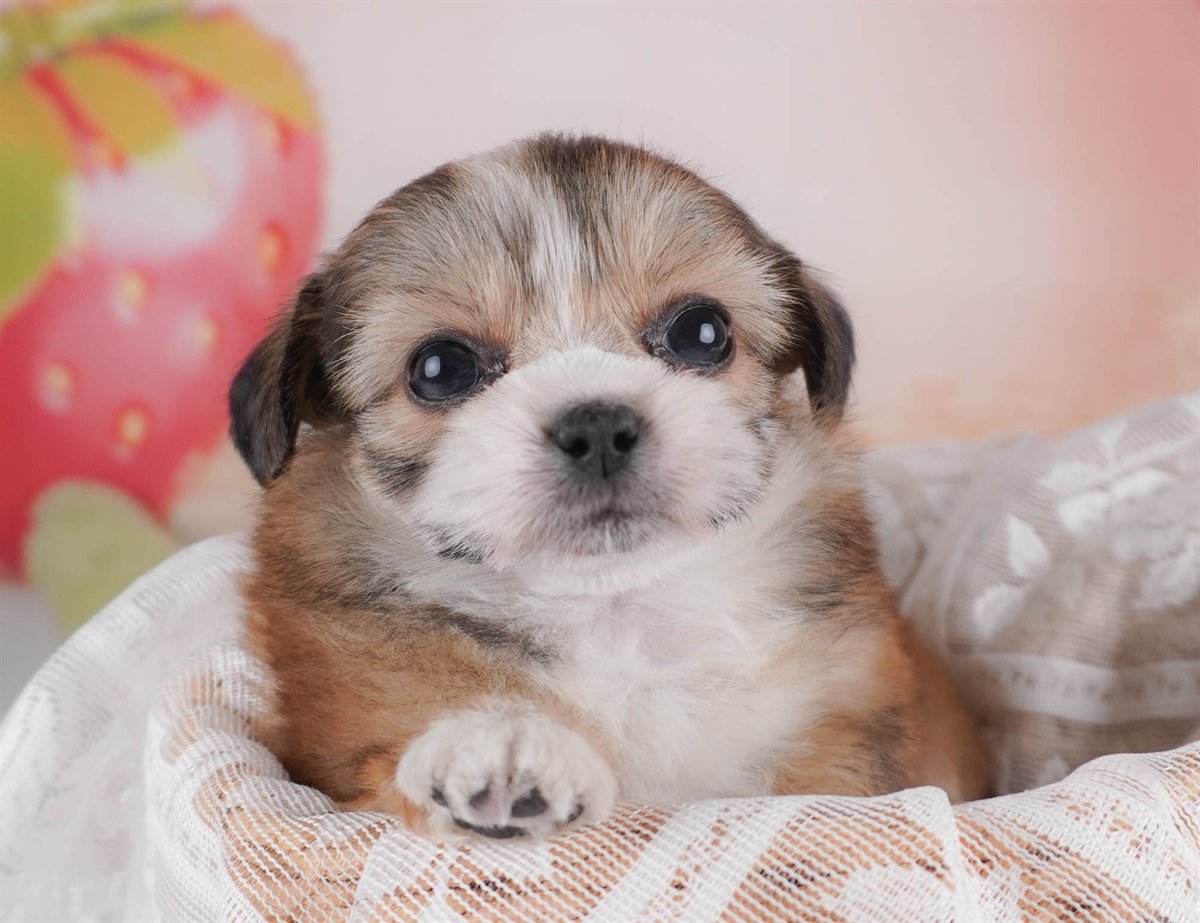 チーズー | 女の子 | レッド＆ホワイト | 2026年2月18日（ID:dog-30003057）